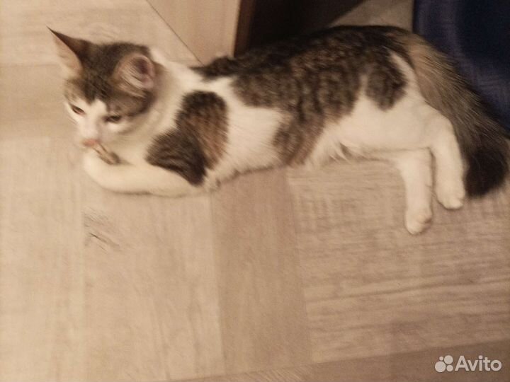 Кошка в дар бесплатно