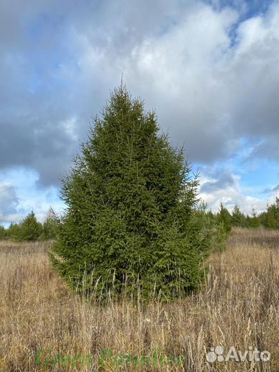 Ель обыкновенная