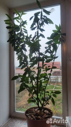 Лавровое дерево