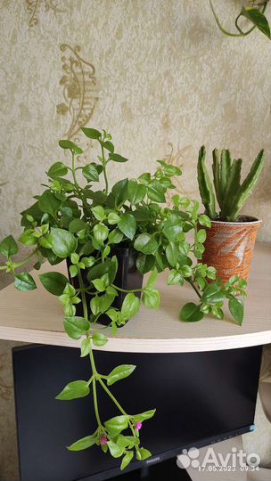 Цветы комнатные