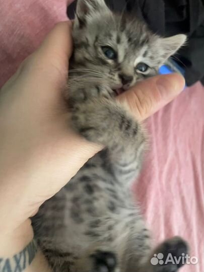 Котенок в добрые руки