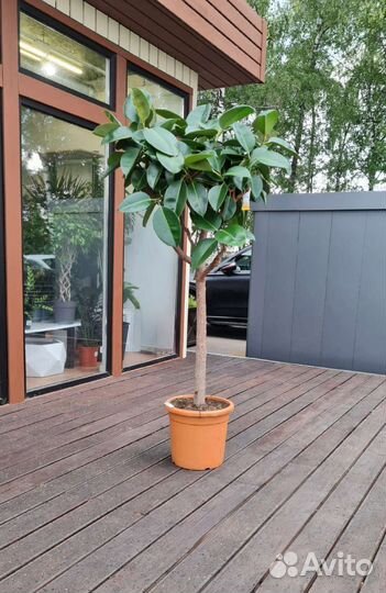 Фикус робуста штамб 180см