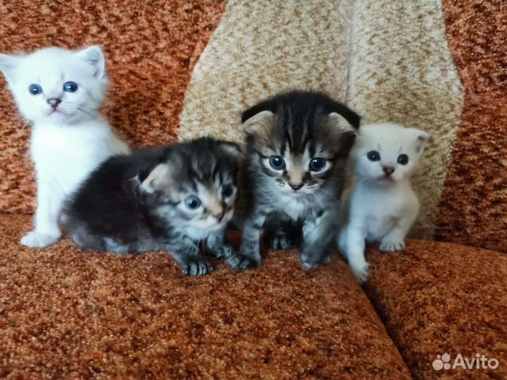 Котята от вислоухой мамы
