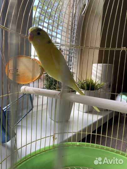 Попугай с клеткой