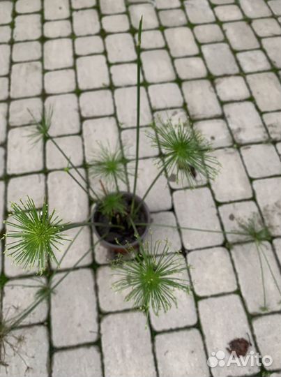 Папирус, хосты, нимфеи, все для сада и водоема