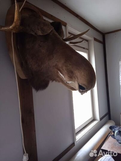 Голова лося чучело