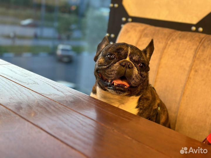 Французский бульдог отдам в добрые руки