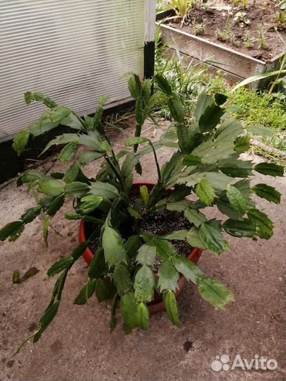 Комнатные цветы с горшком от 250