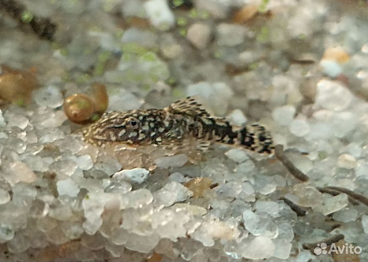 Аквариумные рыбки, растения