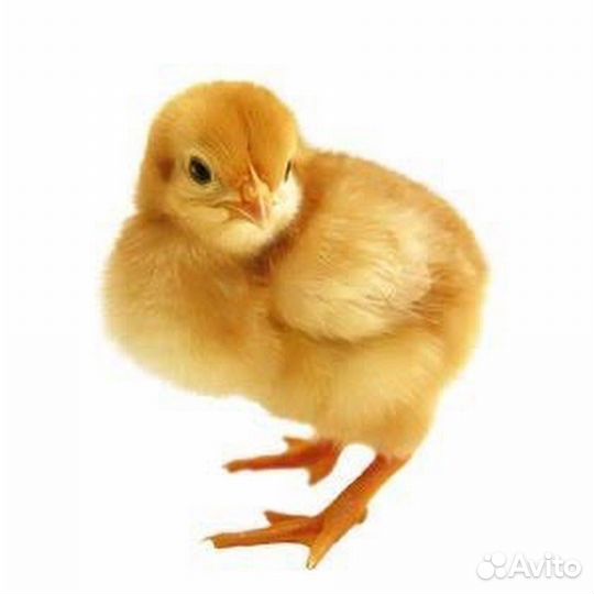 Петушок суточный