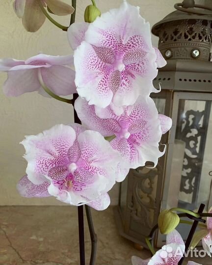 Орхидея фаленопсис Абба (Phalaenopsis Abba)