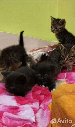 Котята от шотландской вислоухой кошки