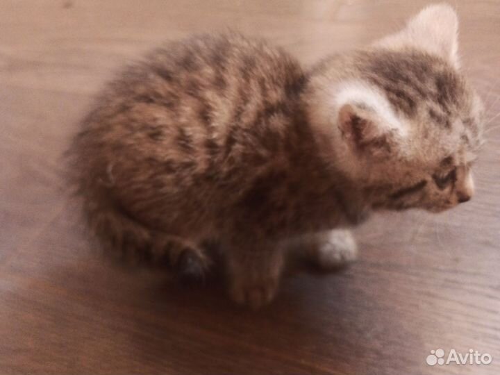 Отдам котенка(девочку)