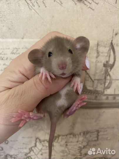 Крысята Дамбо вельветин и стандарт