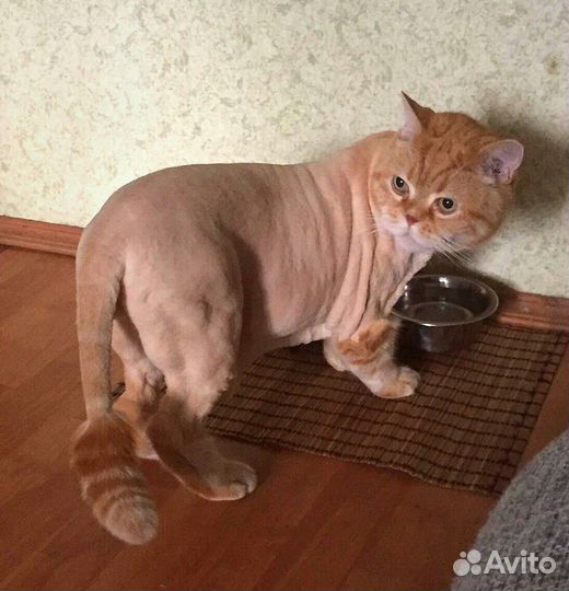 Стрижка (Груминг) Кошек