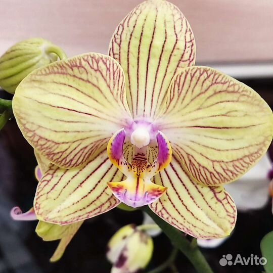 Фаленопсис