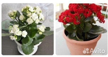 Каланхоэ цветущий