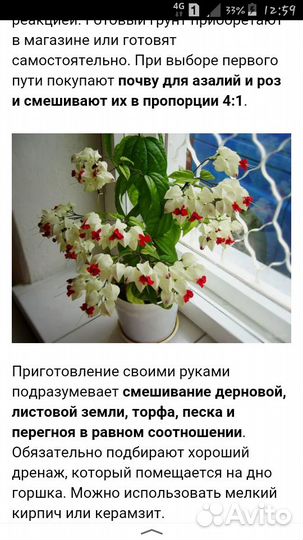 Семена клеродендрума, катарантуса