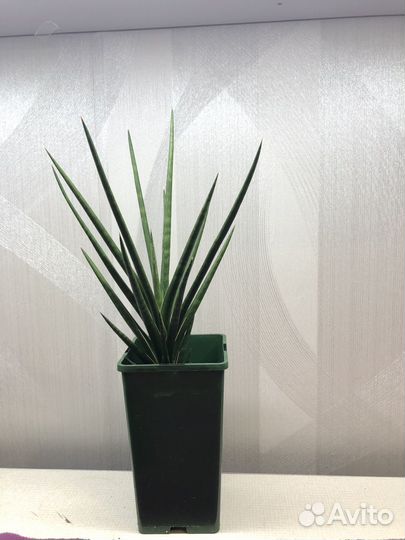 Сансевиерия францизи(francisii)