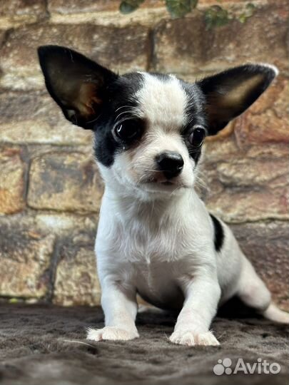 Гарик мальчик РКФ