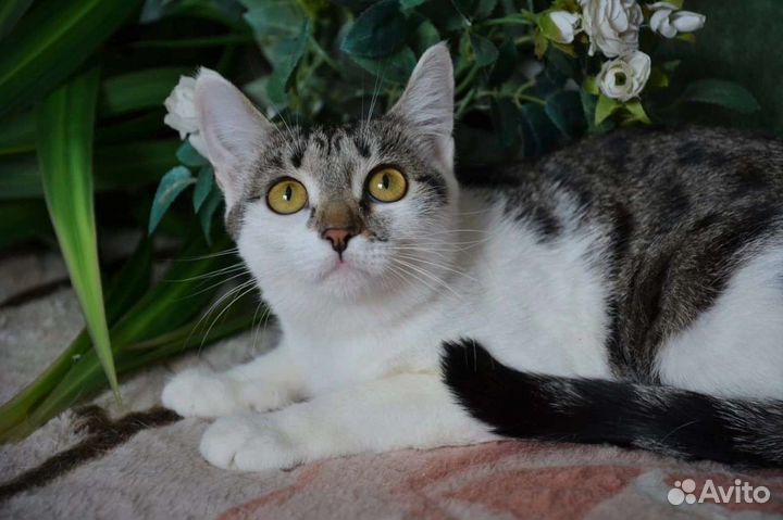 Кошечка