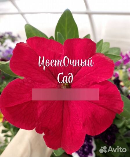 Цветы петунии рассада, калибрахоа, гейхеры, розы