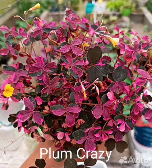 Oxalis vulcanicola 3 сорта