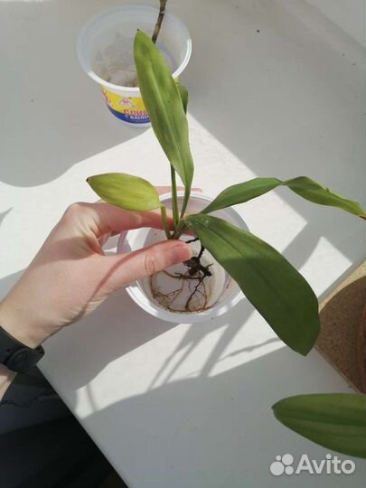 Юкка ростки