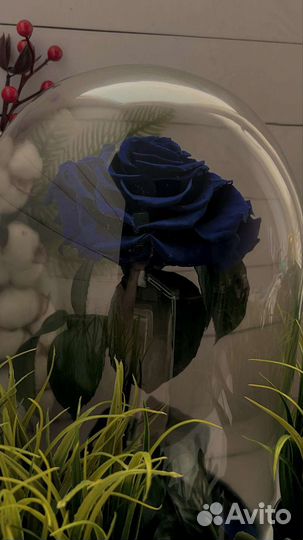 Живые розы в колбе премиум класса в наличии