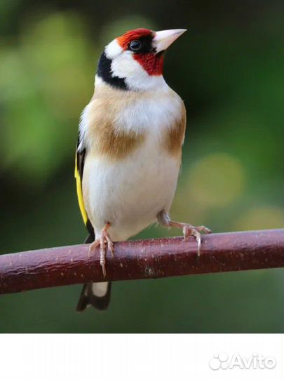 Певчие лесные птицы