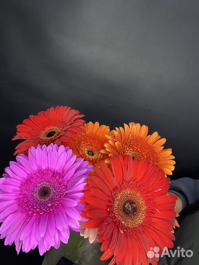 Герберы букет