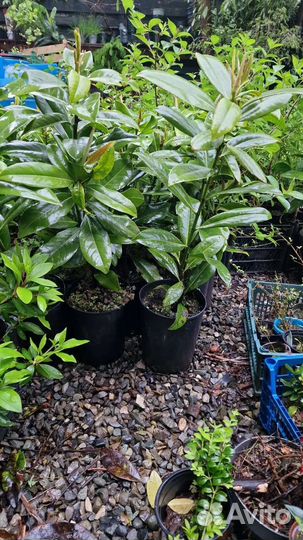 Магнолия грандифлора (вечнозеленая)