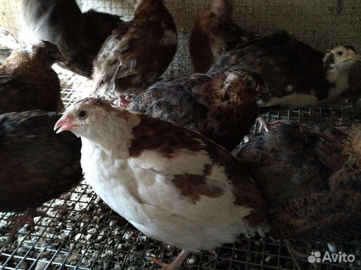 Перепела инкубационное яйцо