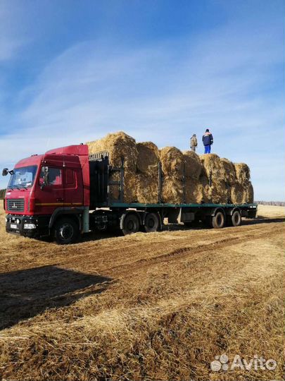 Продам сено