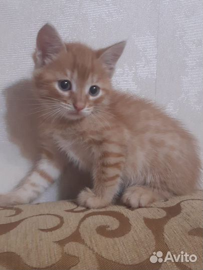 Котенок в добрые руки