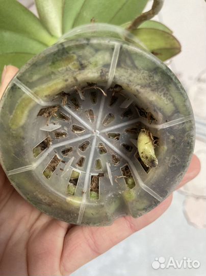 Орхидея фаленопсис