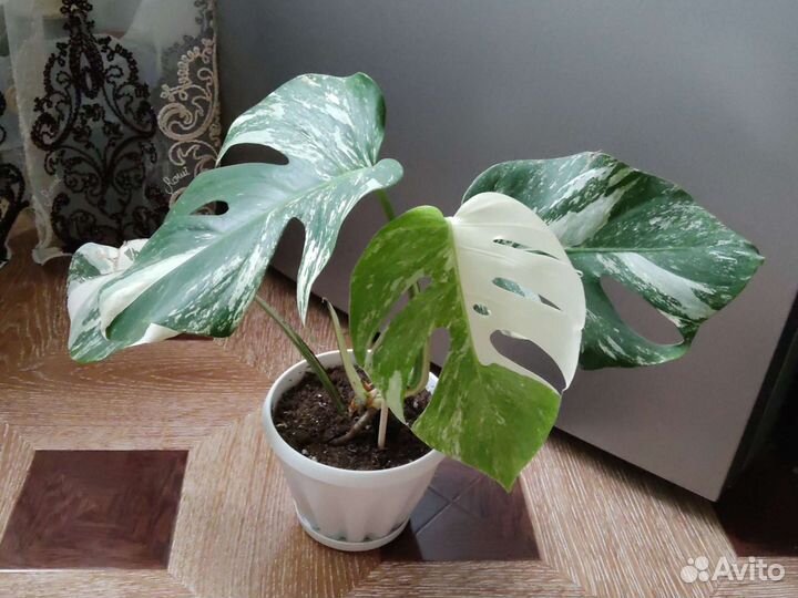 Монстера альба