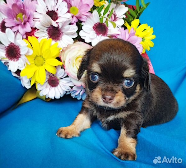 Шоколадный малыш