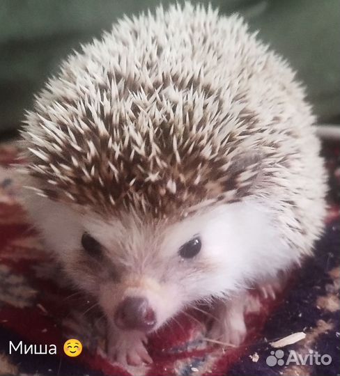 Африканский ежики