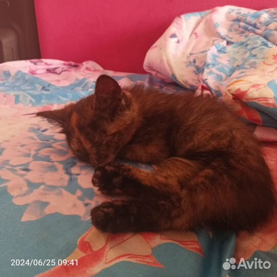 Котёнок с улицы в дар