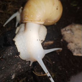 Мишель Бомбшелл МакГи порно