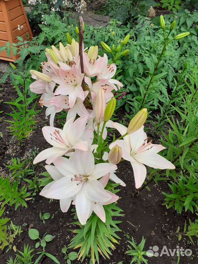 Колокольчик персиколистный белый