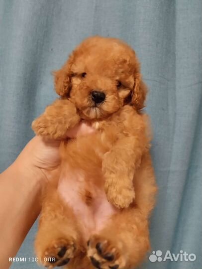 Той-пудель мальчик и девочка