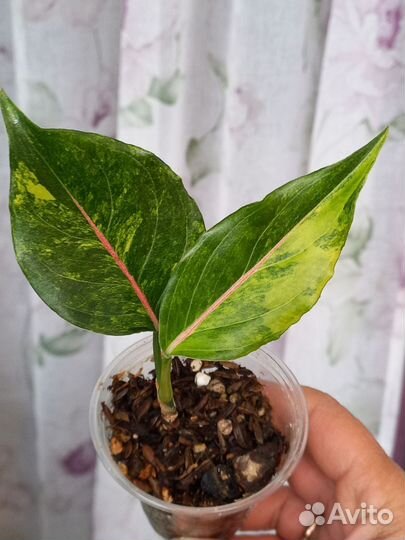 Аглаонемы сортовые