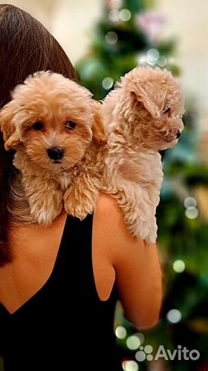 Мальтипу f1 mini