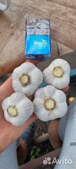 Чеснок озимый семенной,сорт 