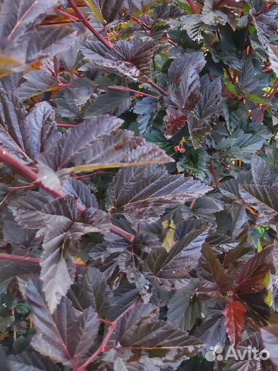 Пузыреплодник калинолистный Диабло