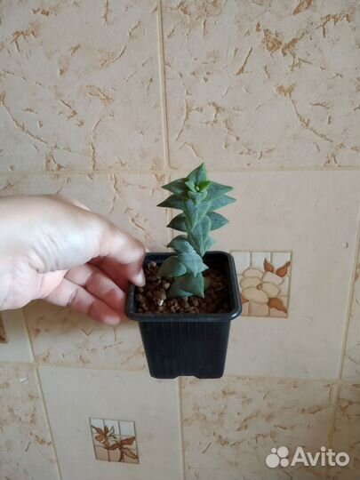 Алоэ песколюбивое, каланхоэ и суккуленты