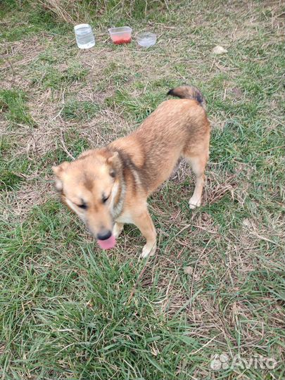 Щенки в добрые руки