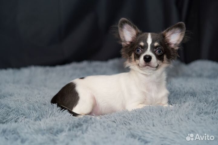 Щенки чихуахуа